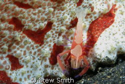 emperor shrimp on sea cucumber. 60mm macro twin ys90's by Stew Smith 